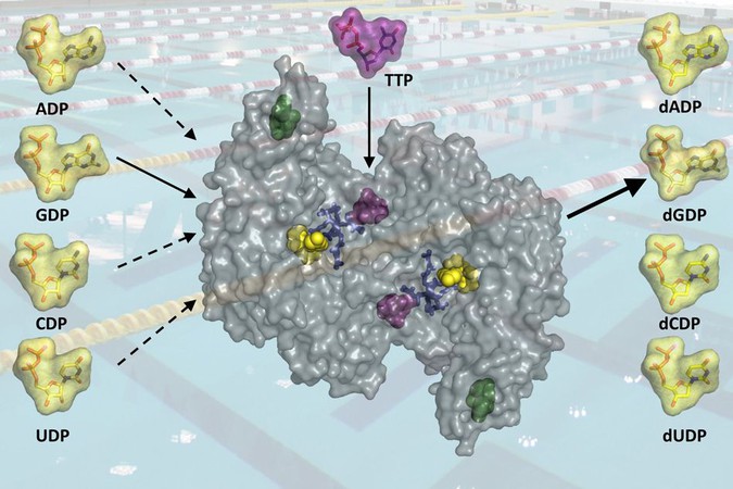 MIT-DNA-Synthesis.jpg