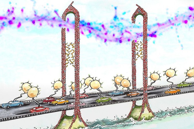 neuronbridge.jpg