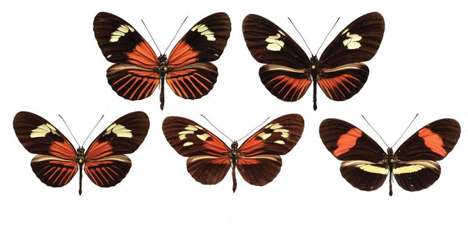 butterflywings.jpg