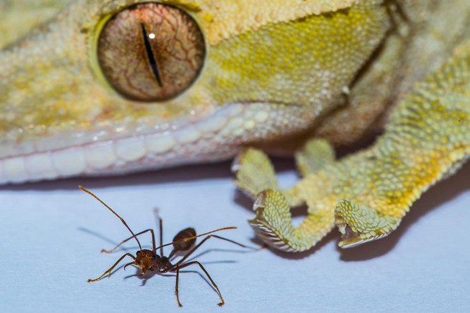 gecko.jpg