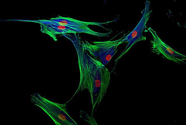 integrins.jpg