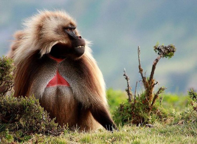geladamonkey.jpg