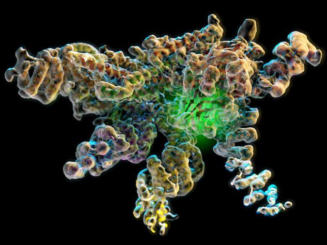 enzyme.jpg