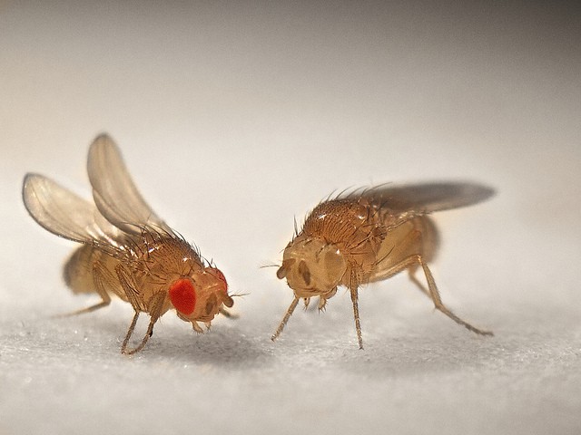 midlifedrosophila.jpg