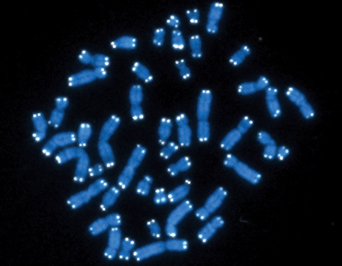 chromosomes.jpg