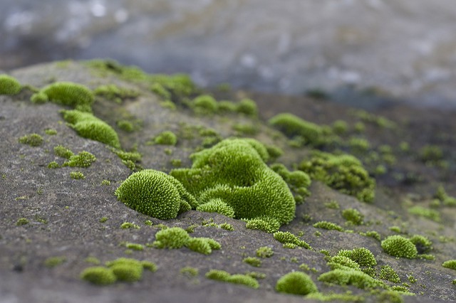 Moss.jpg