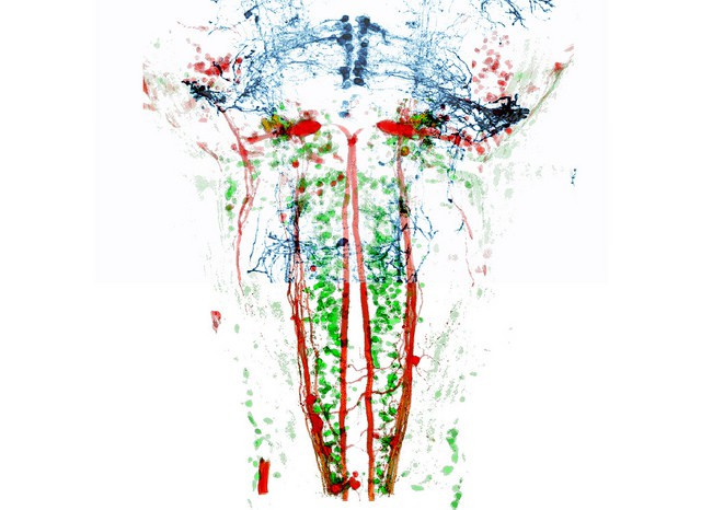 zebrafishneurons.jpg