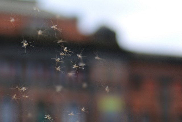 mosquitoes.jpg