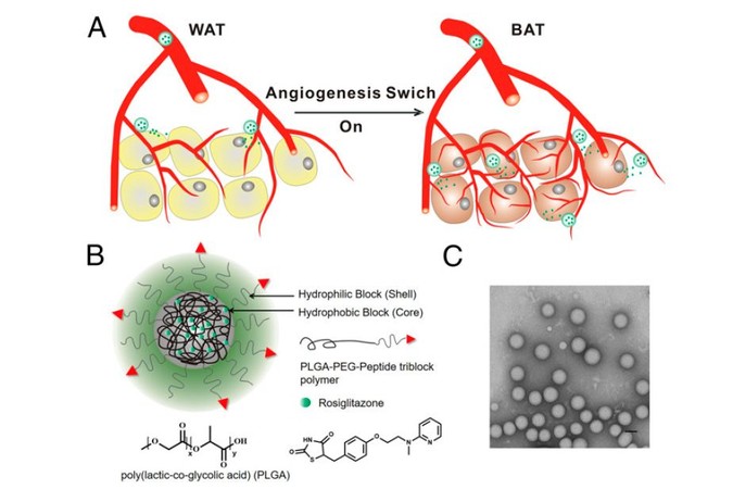 MIT-ObesityNanoParticle.jpg