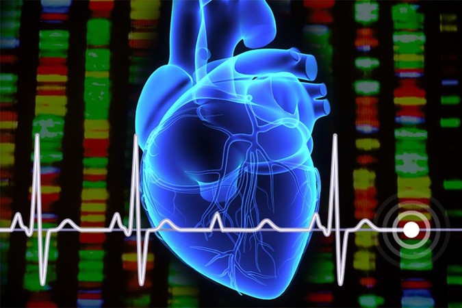 MIT-cardiac-genes.jpg