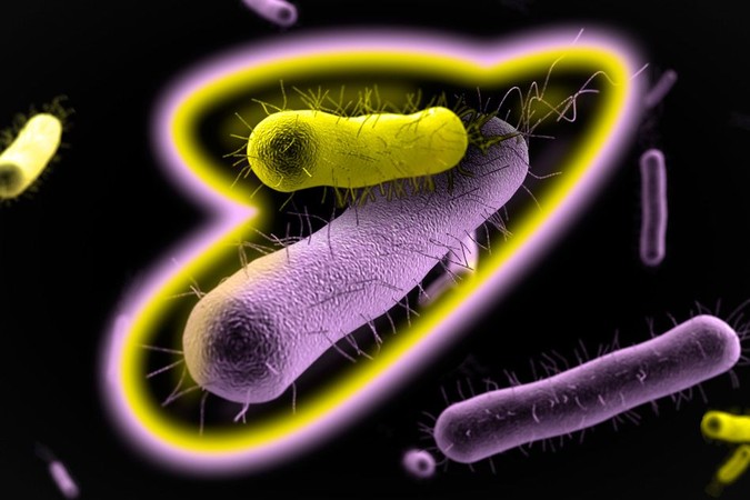 MIT-Bacterial-Coop-1.jpg