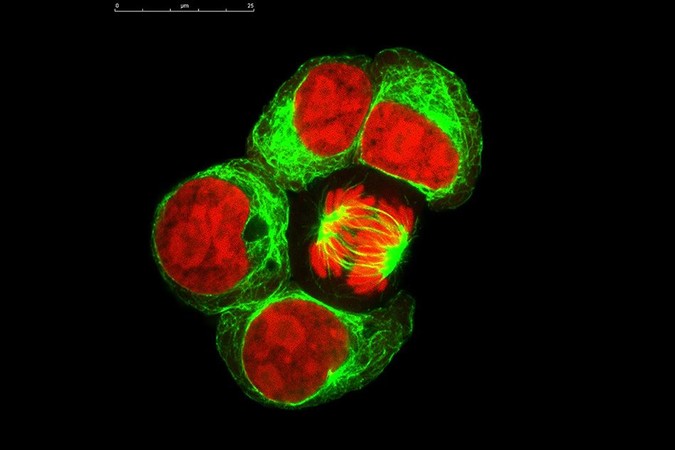 MIT-Computation-Cells.jpg