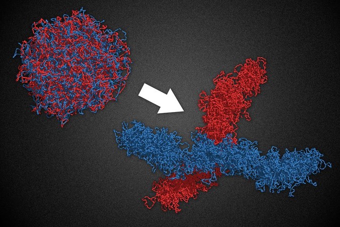 MIT-Chromosome-Org-1.jpg