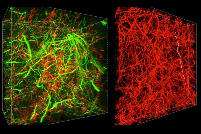 MIT-Brain-Map.jpg