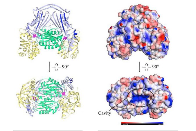 MIT-FH-Enzymes.jpg