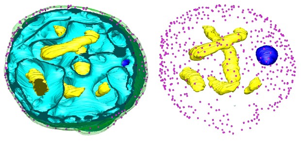 bacteria_plos_1.jpg