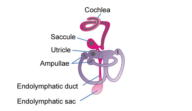 inner_ear_1.jpg