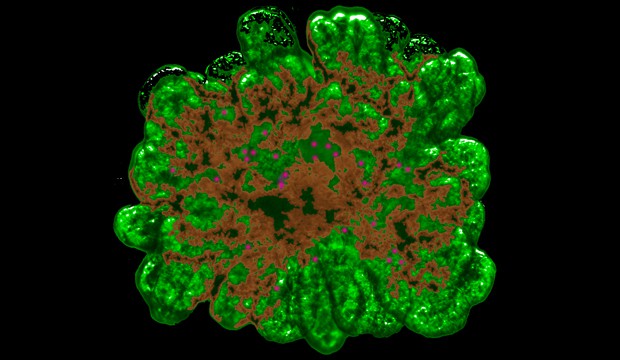 pancreas_UniCopenhagen_1.jpg