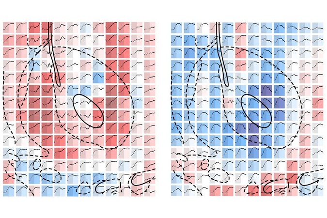 MIT-Mapping-Serotonin.jpg