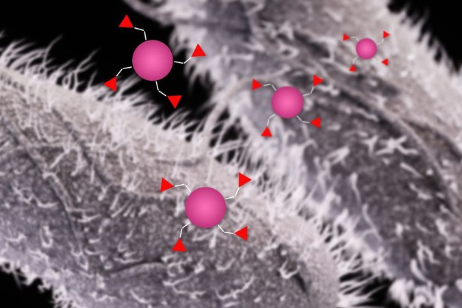 MIT-GI-Immunization.jpg