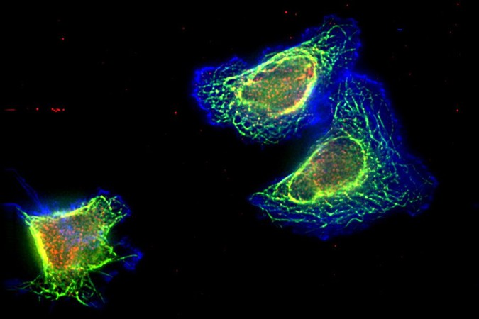 MIT-Cancer-Bio-1.jpg