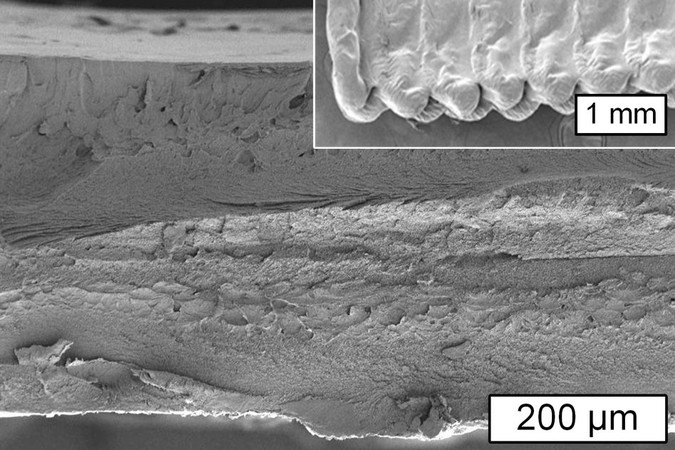 MIT-3D-Cellulose-1.jpg