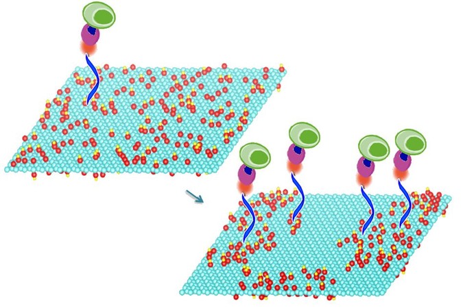 MIT-CellCapture.jpg
