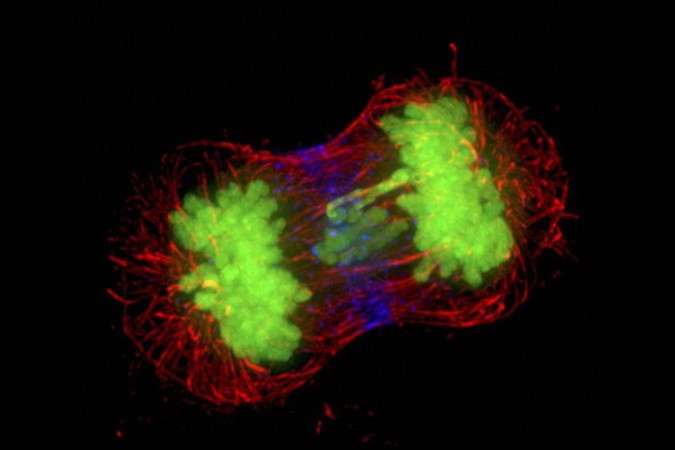 MIT-Aneuploidy.jpg