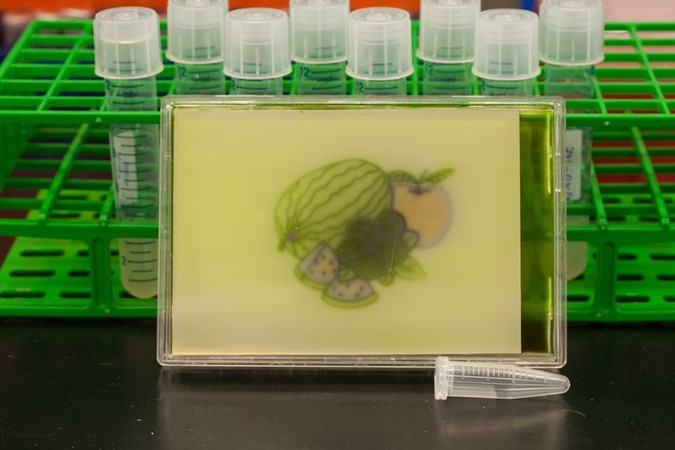 MIT-RGB-Bacteria-1.jpg