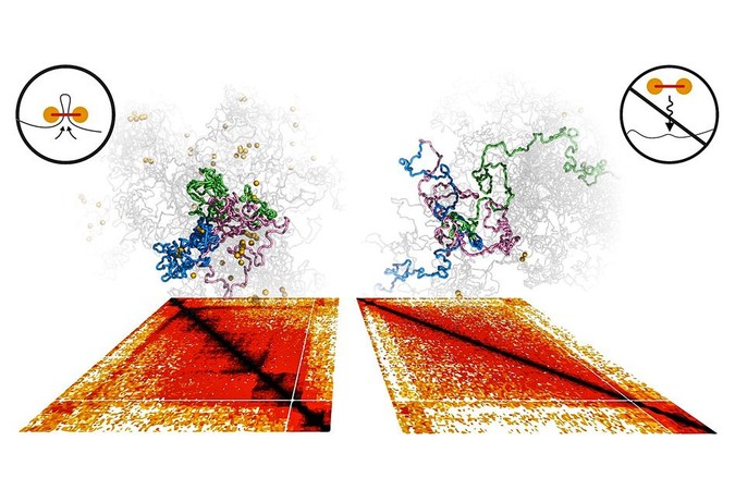 MIT-Loop-Extrusion_0.jpg