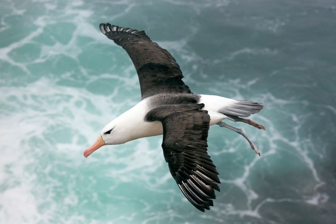 MIT-Albatross-flight.jpg
