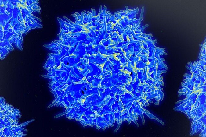 MIT-Cancer-Immuno-01.jpg