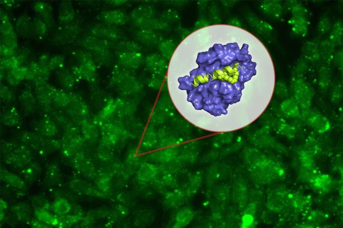 MIT-Cancer-Peptides.jpg