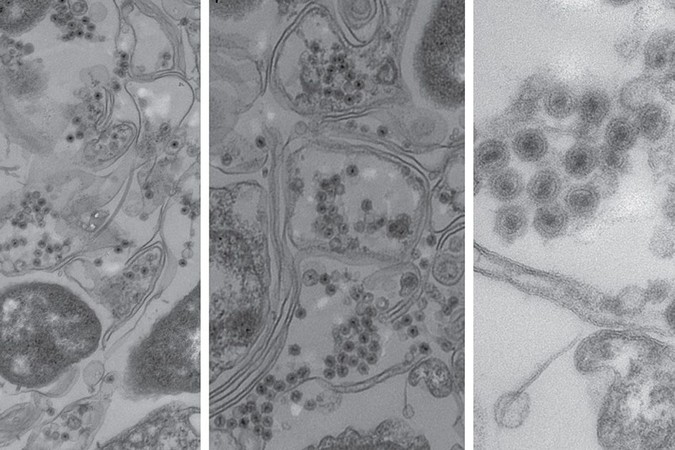 MIT-Ocean-Virus-01.jpg