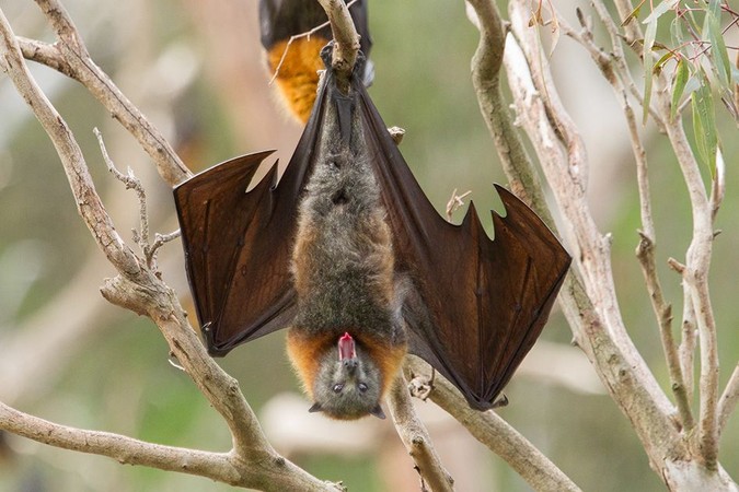 MIT-Bat-Tongues.jpg
