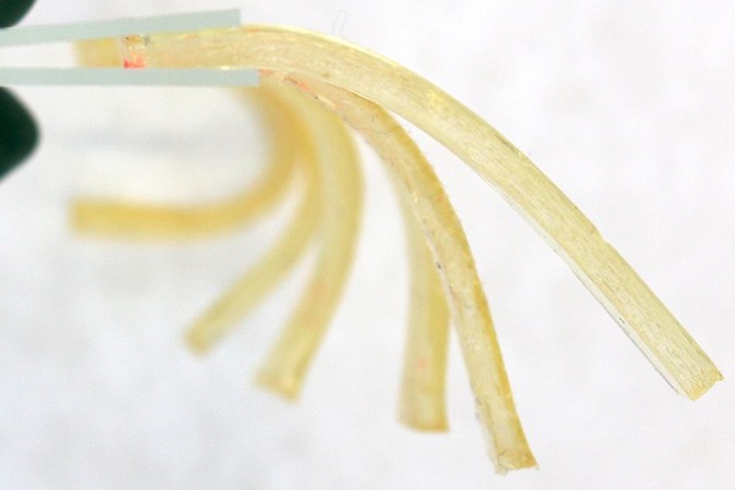 MIT-Caffeine-Gel.jpg
