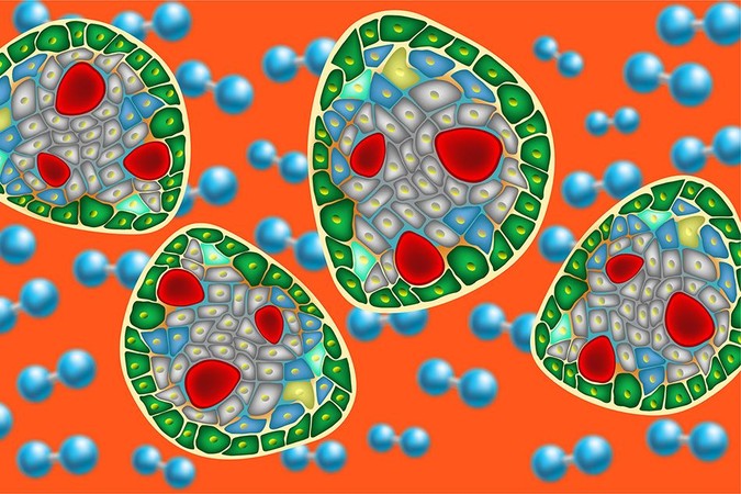 MIT-Islets-Oxygen.jpg