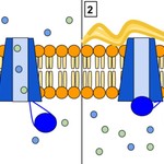 CFTR_Protein_Panels_1_1.jpg