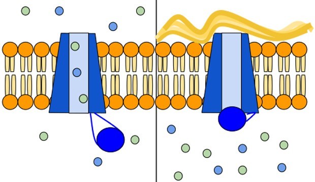 CFTR_Protein_Panels_2_wikipedia.jpg