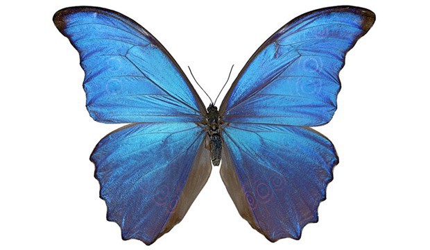 Morpho_1_wikipedia.jpg