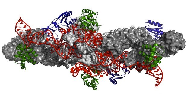 RNA_tagging_embl_2.jpg