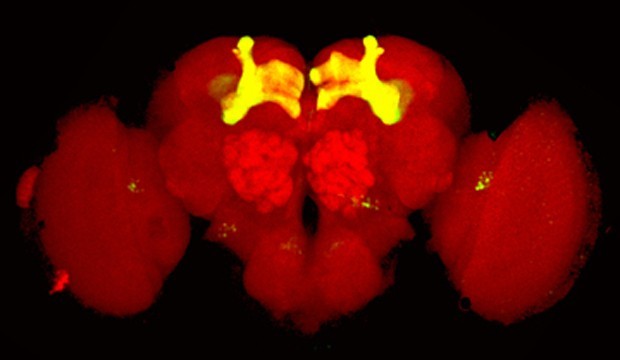 brain_image1.jpg