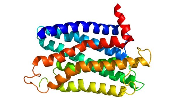deltareceptor_1_wikipedia.jpg