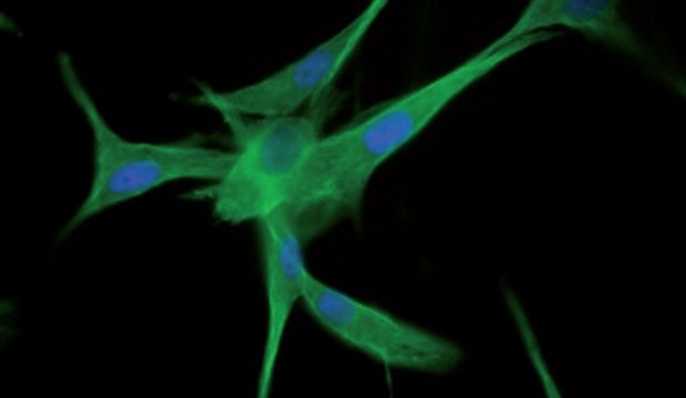 dkfz-cells-1.jpg