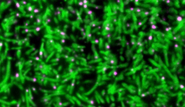 embl-endocytosis_1.jpg
