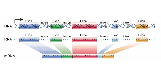 gene_1_wikipedia.jpg