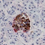 microsecretors_page_1.jpg