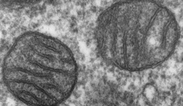 mitochondria_1_wikipedia.jpg