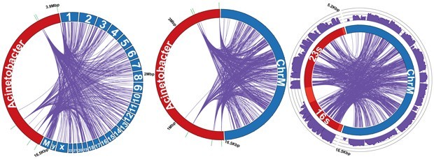 plos_genetransfer_cover1.jpg