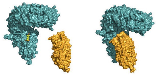 receptorBRI1_1.jpg